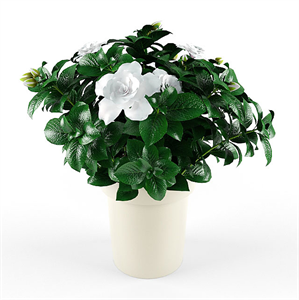 Gardenia_Jasminoides